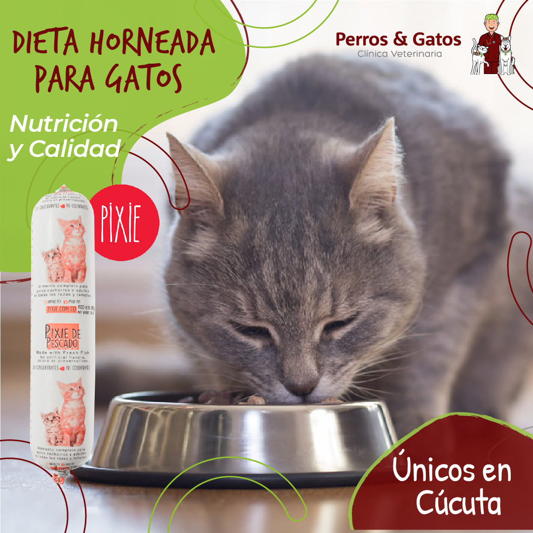 Alimento para Gatos