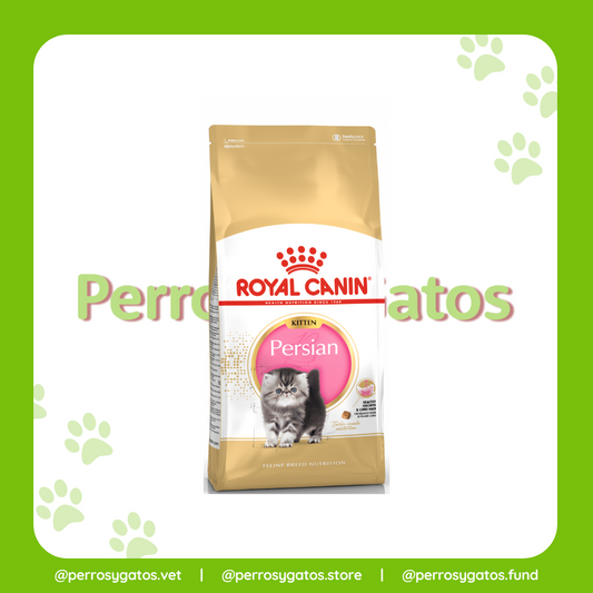 Persa Gatito | Royal Canin