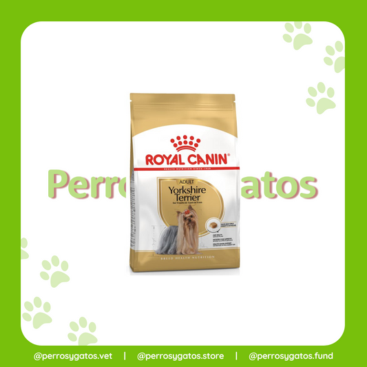 Yorkshire Terrier Adulto | Royal Canin