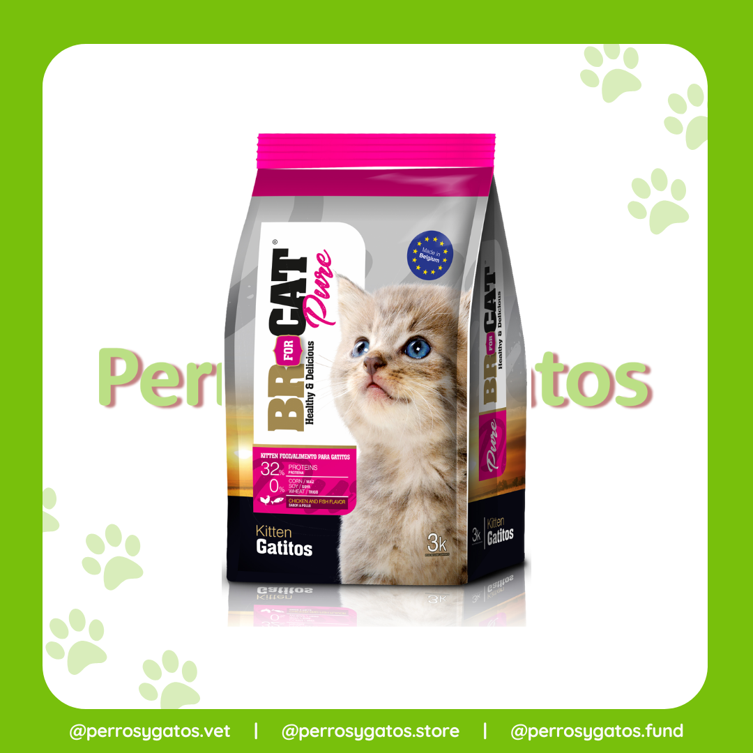 Gatitos (Kitten) | Br for Cat Pure