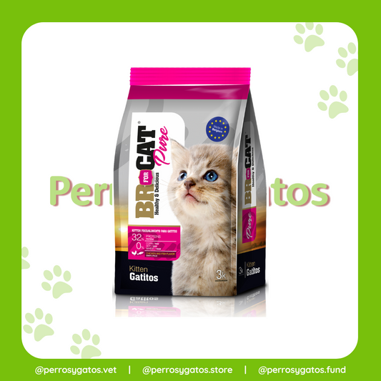 Gatitos (Kitten) | Br for Cat Pure